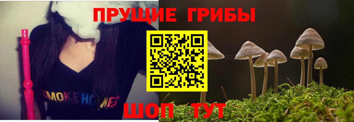 Галлюциногенные грибы Psilocybe  Вход с VPN  Галлюциногенные грибы Psilocybe  Новозыбков 